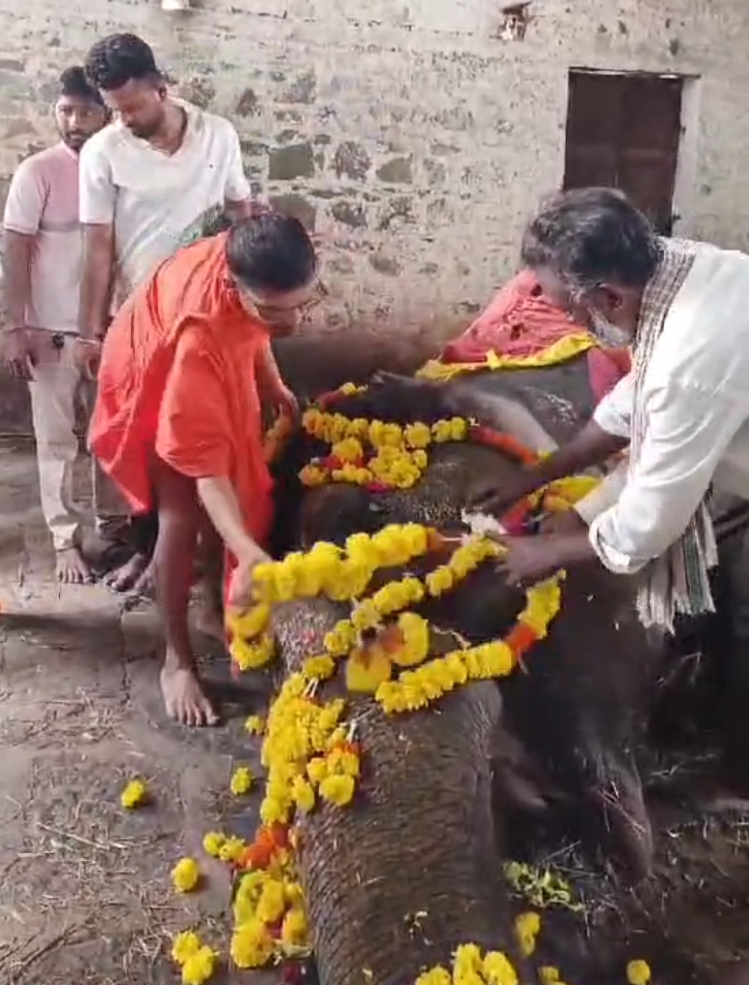 *श्री क्षेत्र कोथळी कुप्पानवाडी ट्रस्टच्या उषाराणी हत्तीचे निधन*