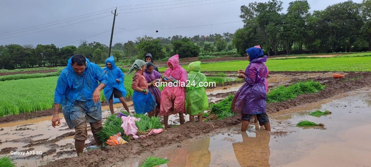 *चलवेनहट्टी येथे भातरोप लावणी जोरात*