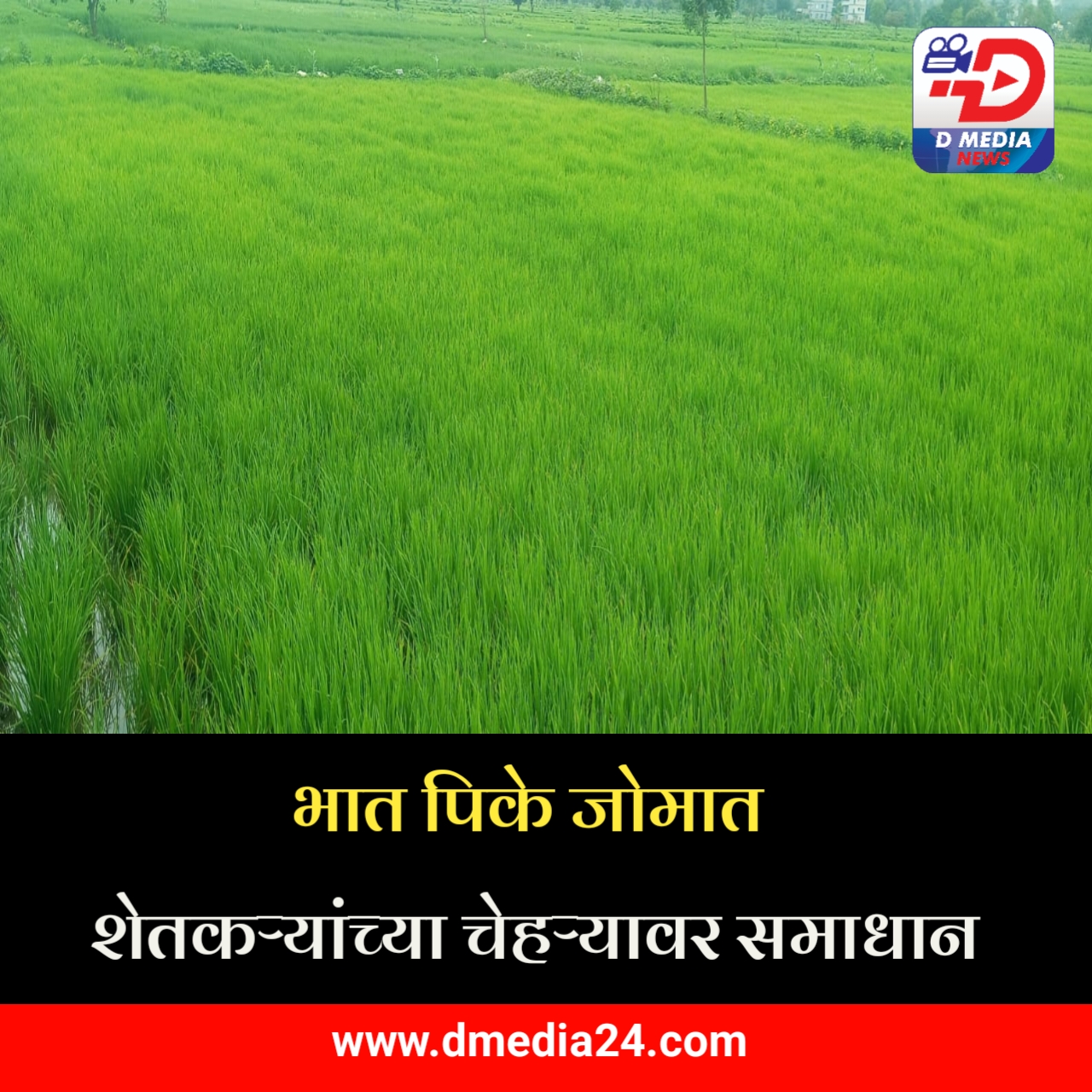 *भात पिके जोमात: शेतकऱ्यांच्या चेहऱ्यावर समाधान*